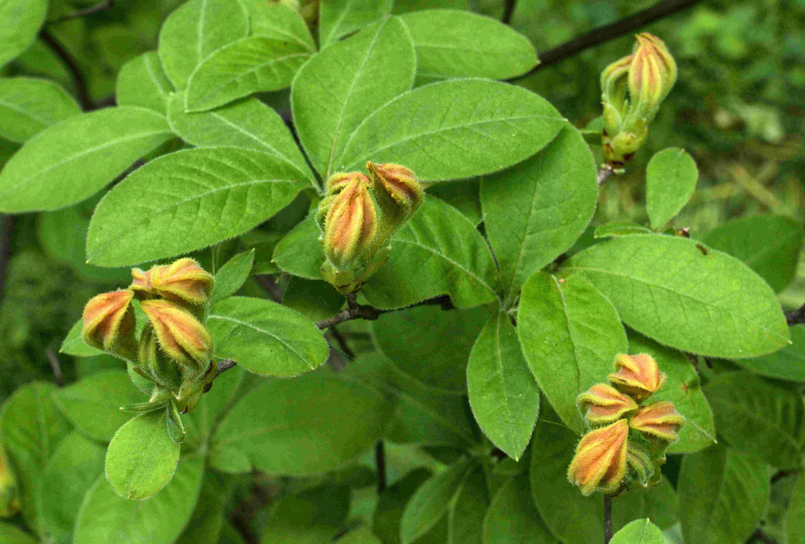 Robet G. Smith - Springs and Seasons -azalea flowers budding